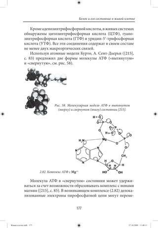 Белок и его состояние в живой клетке

                 Кроме аденозинтрифосфорной кислоты, в живых системах
             обнаружены цитозинтрифосфорная кислота (ЦТФ), гуано-
             зинтрифосфорная кислота (ГТФ) и уридин-5ʹ-трифосфорная
             кислота (УТФ). Все эти соединения содержат в своем составе
             не менее двух макроэргических связей.
                 Используя атомные модели Курто, А. Сент-Дьерьи ([215],
             с. 83) предложил две формы молекулы АТФ («вытянутую»
             и «свернутую», см. рис. 58).




                                 Рис. 58. Молекулярная модель АТФ в вытянутом
                                   (вверху) и свернутом (внизу) состоянии [215].




                        2.82. Комплекс АТФ с Mg++

                Молекула АТФ в «свернутом» состоянии может удержи-
             ваться за счет возможности образовывать комплекс с ионами
             магния ([215], с. 85). В возникающем комплексе (2.82) делока-
             лизованные электроны пирофосфатной цепи могут переме-


                                               177


Живая клетка.indb 177                                                               27.10.2009 11:40:11
 