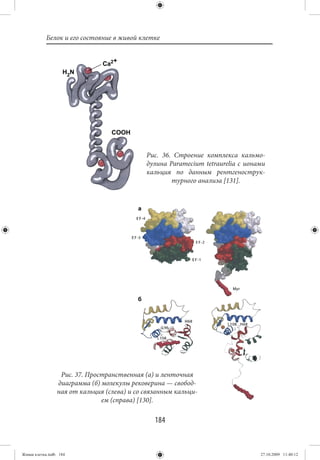 Белок и его состояние в живой клетке




                                             Рис. 36. Строение комплекса кальмо-
                                             дулина Paramecium tetraurelia с ионами
                                             кальция по данным рентгенострук-
                                                     турного анализа [131].




                  Рис. 37. Пространственная (а) и ленточная
                 диаграмма (б) молекулы рековерина — свобод-
                 ная от кальция (слева) и со связанным кальци-
                               ем (справа) [130].

                                                184


Живая клетка.indb 184                                                            27.10.2009 11:40:12
 