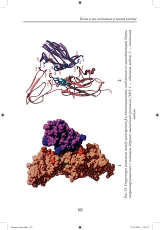 Живая клетка.indb 185
                        185
                                                 1                                                  2
                              Рис. 53. Структура комплекса между цитохромом f и пластоцианином, выделенного из цианобактерий Nostoc,
                              охарактеризованного с помощью ядерного магнитного резонанса [195]: 1 — объёмная модель; 2 — ленточная
                                                                             модель.
                                                                                                                                       Белок и его состояние в живой клетке




27.10.2009 11:40:12
 