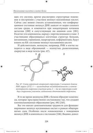 Нуклеиновые кислоты и синтез белка

             щих эту систему, кратко рассмотрим структурные измене-
             ния и построения с участием молекул нуклеиновых кислот.
             Сейчас уже можно считать установленным, что конформа-
             ционное состояние молекул ДНК зависит от водно-солевого
             состава среды, и изменяется при концентрации катионов
             металлов [280] и сопутствующих им анионов соли [281].
             В клетке эти компоненты, наряду с перечисленными в главе 2
             участниками образующихся клеточных структур: белками,
             витаминами, гормонами, макроэргами, коферментами, будут
             влиять на КК–состояние молекул нуклеиновых кислот.
                И действительно, молекулы, например, РНК в клетке на-
             ходятся в виде образований — изогнутых, разветвленных,
             свернутых в виде петель (рис. 67).
                                1                        2




                Рис. 67. Схема вероятной вторичной структуры 3-концевого домена
                РНК вируса [275]: 1 — нуклеотидная последовательность и компле-
                ментарность спаренных участков цепи; 2 — та же структура в виде
                 двух спиральных участков, соединенных однотяжевыми отрезками.

                В то же время молекулы ДНК с белком образуют комплек-
             сы, которые пространственно состыкованы так, что создают
             плотноупакованные образования (рис. 68) [245].
                Все это вносит дополнительные трудности для функцио-
             нирования молекул нуклеиновых кислот в рамках общепри-
             нятых схем. Особенно после ознакомления с поведением
             молекул ДНК в комплексах с гистонами [246]. Видимо, допол-


                                             224


Живая клетка.indb 224                                                        27.10.2009 11:40:14
 