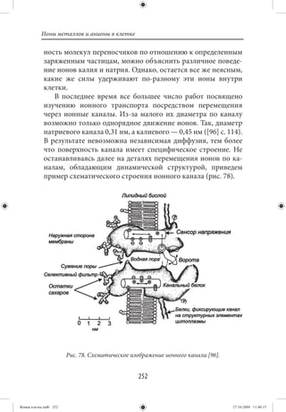 Ионы металлов и анионы в клетке

             ность молекул переносчиков по отношению к определенным
             заряженным частицам, можно объяснить различное поведе-
             ние ионов калия и натрия. Однако, остается все же неясным,
             какие же силы удерживают по-разному эти ионы внутри
             клетки.
                В последнее время все большее число работ посвящено
             изучению ионного транспорта посредством перемещения
             через ионные каналы. Из-за малого их диаметра по каналу
             возможно только однорядное движение ионов. Так, диаметр
             натриевого канала 0,31 нм, а калиевого — 0,45 нм ([96] с. 114).
             В результате невозможна независимая диффузия, тем более
             что поверхность канала имеет специфическое строение. Не
             останавливаясь далее на деталях перемещения ионов по ка-
             налам, обладающим динамической структурой, приведем
             пример схематического строения ионного канала (рис. 78).




                        Рис. 78. Схематическое изображение ионного канала [96].


                                                 252


Живая клетка.indb 252                                                             27.10.2009 11:40:15
 