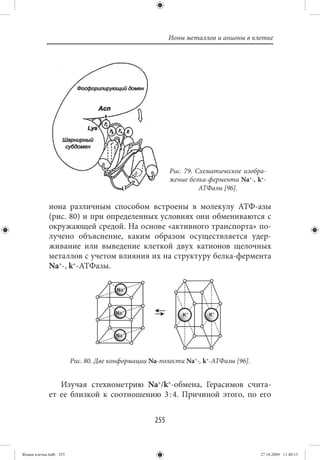 Ионы металлов и анионы в клетке




                                                        Рис. 79. Схематическое изобра-
                                                        жение белка-фермента Na+-, k+-
                                                                  АТФазы [96].

             иона различным способом встроены в молекулу АТФ-азы
             (рис. 80) и при определенных условиях они обмениваются с
             окружающей средой. На основе «активного транспорта» по-
             лучено объяснение, каким образом осуществляется удер-
             живание или выведение клеткой двух катионов щелочных
             металлов с учетом влияния их на структуру белка-фермента
             Na+-, k+-АТФазы.




                        Рис. 80. Две конформации Na-полости Na+-, k+-АТФазы [96].


                Изучая стехиометрию Na+/k+-обмена, Герасимов счита-
             ет ее близкой к соотношению 3 : 4. Причиной этого, по его


                                                  255


Живая клетка.indb 255                                                               27.10.2009 11:40:15
 