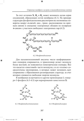Строение мембран и их роль в жизнеобеспечении клетки

                За счет остатков X, R1 и R2 может возникать целая серия
             соединений, образующих остов мембраны (6.1). На примере
             структуры фосфатидилхолина рассмотрим все возможные по-
             вороты вокруг σ-связей, цис-, транс- расположение по крат-
             ным связям и смещение электронных облаков по полярным
             π-связям с участием свободных электронных пар (6.2):




                                    6.2. Фосфатидилхолин

                Для пальмитоолеиновой кислоты число конформацион-
             ных изомеров сокращается, и трансизомер делает молекулу
             более жесткой, но появляются геометрические изомеры. Все
             это касается «хвостовой» части молекулы, а в ее «голове» со-
             средоточены группировки, в которых может возникать n,π-
             сопряжение с образованием резонирующих структур, за счет
             которых снижается свободная энергия молекулы.
                В мембранах встречаются и другие производные L-глице-
             ро-3-фосфата (6.3–6.5) при варьировании заместителя X:




                 6.3. Фосфатидилэтаноламин            6.4. Фосфатидилсерин


                                             267


Живая клетка.indb 267                                                        27.10.2009 11:40:15
 