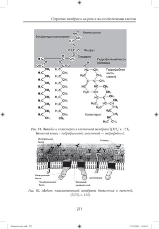 Строение мембран и их роль в жизнеобеспечении клетки




                   Рис. 81. Липиды и холестерол в клеточной мембране ([375], с. 151).
                      Головной конец – гидрофильный, хвостовой — гидрофобный.




                 Рис. 82. Модель плазматической мембраны (пояснения в тексте),
                                         ([375], с. 154).



                                                 271


Живая клетка.indb 271                                                               27.10.2009 11:40:15
 
