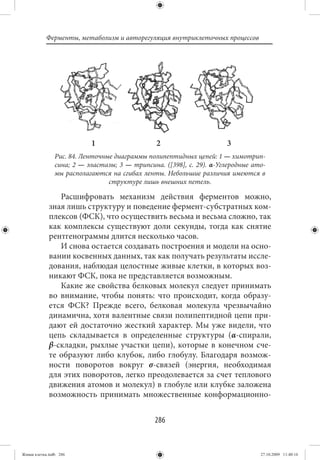 Ферменты, метаболизм и авторегуляция внутриклеточных процессов




                           1                    2                     3
                Рис. 84. Ленточные диаграммы полипептидных цепей: 1 — химотрип-
                сина; 2 — эластазы; 3 — трипсина. ([398], с. 29). α-Углеродные ато-
                мы располагаются на сгибах ленты. Небольшие различия имеются в
                                 структуре лишь внешних петель.

                Расшифровать механизм действия ферментов можно,
             зная лишь структуру и поведение фермент-субстратных ком-
             плексов (ФСК), что осуществить весьма и весьма сложно, так
             как комплексы существуют доли секунды, тогда как снятие
             рентгенограммы длится несколько часов.
                И снова остается создавать построения и модели на осно-
             вании косвенных данных, так как получать результаты иссле-
             дования, наблюдая целостные живые клетки, в которых воз-
             никают ФСК, пока не представляется возможным.
                Какие же свойства белковых молекул следует принимать
             во внимание, чтобы понять: что происходит, когда образу-
             ется ФСК? Прежде всего, белковая молекула чрезвычайно
             динамична, хотя валентные связи полипептидной цепи при-
             дают ей достаточно жесткий характер. Мы уже видели, что
             цепь складывается в определенные структуры (α-спирали,
             β-складки, рыхлые участки цепи), которые в конечном сче-
             те образуют либо клубок, либо глобулу. Благодаря возмож-
             ности поворотов вокруг σ-связей (энергия, необходимая
             для этих поворотов, легко преодолевается за счет теплового
             движения атомов и молекул) в глобуле или клубке заложена
             возможность принимать множественные конформационно-


                                               286


Живая клетка.indb 286                                                            27.10.2009 11:40:16
 