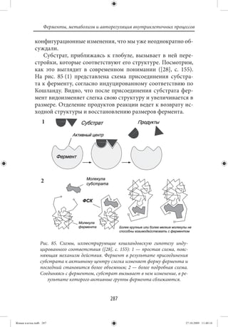 Ферменты, метаболизм и авторегуляция внутриклеточных процессов

             конфигурационные изменения, что мы уже неоднократно об-
             суждали.
                Субстрат, приближаясь к глобуле, вызывает в ней пере-
             стройки, которые соответствуют его структуре. Посмотрим,
             как это выглядит в современном понимании ([28], с. 155).
             На рис. 85 (1) представлена схема присоединения субстра-
             та к ферменту, согласно индуцированному соответствию по
             Кошланду. Видно, что после присоединения субстрата фер-
             мент видоизменяет слегка свою структуру и увеличивается в
             размере. Отделение продуктов реакции ведет к возврату ис-
             ходной структуры и восстановлению размеров фермента.
                 1




                 2




                Рис. 85. Схемы, иллюстрирующие кошландовскую гипотезу инду-
                цированного соответствия ([28], с. 155): 1 — простая схема, пояс-
                няющая механизм действия. Фермент в результате присоединения
                субстрата к активному центру слегка изменяет форму фермента и
                последний становится более объемным; 2 — более подробная схема.
                Соединяясь с ферментом, субстрат вызывает в нем изменение, в ре-
                   зультате которого активные группы фермента сближаются.


                                              287


Живая клетка.indb 287                                                           27.10.2009 11:40:16
 