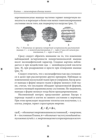 Клетка — элементарная единица живого

             перечнополосатые мышцы частично теряют поперечную по-
             лосатость и переходят в более или менее гомогенизированное
             состояние после того, как подвергнутся нагрузке (рис. 7).




                           1                     2                  3
                Рис. 7. Изменение во времени поперечной исчерченности растянутой
                мышцы: 1 — в момент растягивания; 2 — через 2 часа от начала рас-
                                  тягивания; 3 — через 4 часа [15].
                 Сразу следует обратить внимание на то, что изменения
             наблюдаемой исчерченности поперечнополосатой мышцы
             носят неспецифический характер. Сходная картина наблю-
             дается и при воздействии яда — монойодуксусной кислоты
             (рис. 8), при раздражении и просто при отмирании мышцы
             (рис. 9).
                 Следует отметить, что с неспецифичностью мы столкнем-
             ся и далее при рассмотрении других примеров. Наблюдая за
             изменениями мускульной ткани при ее умирании, Бауэр дела-
             ет выводы о форме мицелл ткани и форме молекул этой тка-
             ни, считая, что последние обладают продолговатой формой,
             соответствующей неравновесному состоянию. По-видимому,
             выводы о форме молекул тогда были преждевременными.
                 Несомненный интерес представляют данные Бауэра о
             переходе тканей и клеток из живого состояния к мертвому.
             При этом происходит выделение теплоты или излучения, т. е.
             клетка, умирая, теряет структурную энергию:


             где Ει — обозначает энергию в живом состоянии и Εt— в мертвом;
             h — постоянная Планка, ν ─ обозначает частоту колебаний ис-
             пускаемых лучей; т. е. энергия выделяется при переходе клеточ-


                                               36


Живая клетка.indb 36                                                           27.10.2009 11:40:05
 