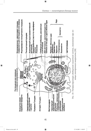 Живая клетка.indb 45
                       45
                            Рис. 10. Ультраструктура обобщенной животной клетки, выявляемая при по-
                                                мощи электронного микроскопа [28].
                                                                                                      Клетка — элементарная единица живого




27.10.2009 11:40:05
 
