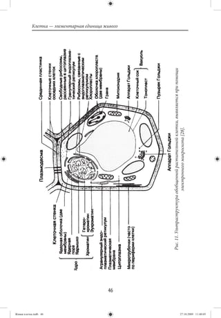 Живая клетка.indb 46
                       46
                                                                                                             Клетка — элементарная единица живого




                            Рис. 11. Ультраструктура обобщенной растительной клетки, выявляется при помощи
                                                      электронного микроскопа [28].




27.10.2009 11:40:05
 