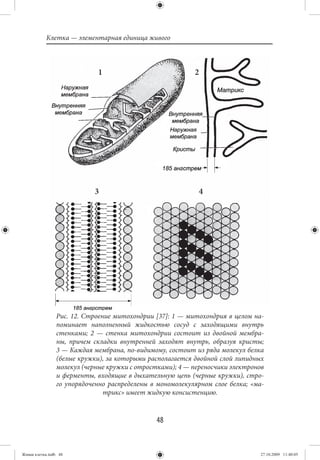 Клетка — элементарная единица живого



                            1                             2




                           3                               4




                Рис. 12. Строение митохондрии [37]: 1 — митохондрия в целом на-
                поминает наполненный жидкостью сосуд с заходящими внутрь
                стенками; 2 — стенка митохондрии состоит из двойной мембра-
                ны, причем складки внутренней заходят внутрь, образуя кристы;
                3 — Каждая мембрана, по-видимому, состоит из ряда молекул белка
                (белые кружки), за которыми располагается двойной слой липидных
                молекул (черные кружки с отростками); 4 — переносчики электронов
                и ферменты, входящие в дыхательную цепь (черные кружки), стро-
                го упорядоченно распределены в мономолекулярном слое белка; «ма-
                               трикс» имеет жидкую консистенцию.


                                              48


Живая клетка.indb 48                                                           27.10.2009 11:40:05
 