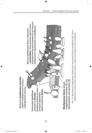Живая клетка.indb 51
                       51
                            Рис. 14. Трехмерное изображение жидкостно-мозаичной модели мембраны [28]. Глико-
                              протеины и гликолипиды связаны только с наружной поверхностью мембраны.
                                                                                                               Клетка — элементарная единица живого




27.10.2009 11:40:05
 