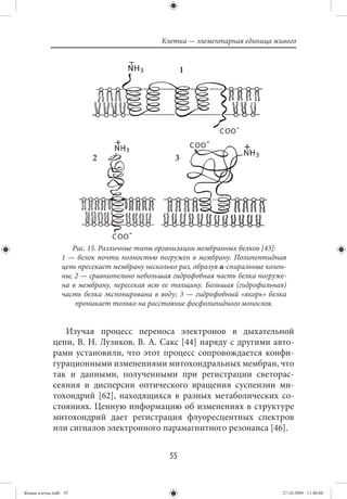 Клетка — элементарная единица живого


                                                     1




                          2                       3




                    Рис. 15. Различные типы организации мембранных белков [43]:
                 1 — белок почти полностью погружен в мембрану. Полипептидная
                 цепь пресекает мембрану несколько раз, образуя α-спиральные колон-
                 ны; 2 — сравнительно небольшая гидрофобная часть белка погруже-
                 на в мембрану, пересекая всю ее толщину. Большая (гидрофильная)
                 часть белка экспонирована в воду; 3 — гидрофобный «якорь» белка
                     проникает только на расстояние фосфолипидного монослоя.


                Изучая процесс переноса электронов в дыхательной
             цепи, В. Н. Лузиков, В. А. Сакс [44] наряду с другими авто-
             рами установили, что этот процесс сопровождается конфи-
             гурационными изменениями митохондральных мембран, что
             так и данными, полученными при регистрации светорас-
             сеяния и дисперсии оптического вращения суспензии ми-
             тохондрий [62], находящихся в разных метаболических со-
             стояниях. Ценную информацию об изменениях в структуре
             митохондрий дает регистрация флуоресцентных спектров
             или сигналов электронного парамагнитного резонанса [46].


                                                55


Живая клетка.indb 55                                                             27.10.2009 11:40:06
 