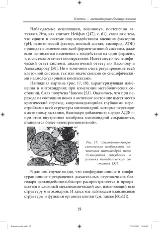 Клетка — элементарная единица живого

                  Наблюдаемые осцилляции, возникнув, постепенно за-
             тухают. Это, как считает Нейфах ([47], с. 61), связано с тем,
             что сдвиги в системе под воздействием внешних факторов
             (рН, осмотический фактор, ионный состав, кислород, АТФ)
             приводят к изменениям всей ферментативной системы, даже
             если начинаются изменения с воздействия на один фермент,
             т. е. система отвечает кооперативно. Имеет место неспецифи-
             ческий ответ системы, аналогичный ответу по Насонову и
             Александрову [50]. Но в конечном счете регулирование всей
             клеточной системы так или иначе связано со специфически-
             ми надмолекулярными комплексами.
                  Наглядная картина (рис. 17, 18), характеризующая изме-
             нения в митохондриях при изменении метаболических со-
             стояний, была получена Чансом [53]. Оказалось, что при пе-
             реходе из состояния покоя в активное состояние имеет место
             критический переход, сопровождающийся глубокими пере-
             стройками всей структуры митохондрий, которые переходят
             к активному дыханию, благодаря добавлению к среде АДФ —
             при этом внутренняя мембрана митохондрий сокращается,
             становится более «электронноплотной».



                                                Рис. 17. Электронно-микро-
                                               скопическое изображение пе-
                                               ченочных митохондрий после
                                               15-минутной инкубации в
                                               условиях метаболического со-
                                                       стояния [53].

                В данном случае видно, что конформационное и конфи-
             гурационное превращения дыхательных переносчиков бла-
             годаря дальнодействию,быстро распространяется и превра-
             щается в сложный механохимический акт, изменяющий всю
             структуру митохондрии. И здесь мы наблюдаем взаимосвязь
             структуры и функции органелл клетки (см. также [60,62]).


                                          59


Живая клетка.indb 59                                                      27.10.2009 11:40:06
 