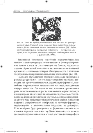 Клетка — элементарная единица живого




                  Рис. 18. Такой же образец митохондрий, как и на рис. 17, фиксиро-
                  ванный через 35 секунд после того, как были переведены добавле-
                  нием АДФ из состояния покоя в активное состояние [53]. Видна
                  глубокая перестройка внутренней структуры — внутренняя мем-
                  брана резко сокращена, уплотнена, матрикс конденсирован, слился
                                         с гребнями (Х 50000).

                 Заканчивая изложение известных экспериментальных
             фактов, характеризующих организацию и функционирова-
             ние живых клеток и составляющих их блоков, надмолеку-
             лярных образований и органелл, остановимся еще на одной
             органелле — лизосоме, которая обнаруживается с помощью
             электронного микроскопа в животных клетках (см. рис. 19).
                 Наиболее обстоятельно описание лизосомы приведено в
             работах де Дюва [63]. По его представлениям, лизосомы вы-
             глядят как крошечные мешочки, содержащие ферменты, спо-
             собные «переваривать» вещества или частицы, попадающие
             внутрь мешочков. По аналогии со сложными организмами
             роль лизосом сводится к расщеплению полимерных молекул
             и мономеров и включению их в обменные процессы, осущест-
             вляемые другими органеллами клетки, т. е. лизосомы являют-
             ся своего рода пищеварительным трактом клетки. Лизосомы
             наделены специфической мембраной, на которую ферменты,
             содержащиеся в лизосомальной жидкости, не действуют.
             Если мембрана будет разрушена, то ферменты лизосом в со-
             стоянии переварить всю клетку. Знаменательно, что лизосо-
             мы особенно многочисленны в таких клетках, как макрофаги


                                                 60


Живая клетка.indb 60                                                              27.10.2009 11:40:06
 