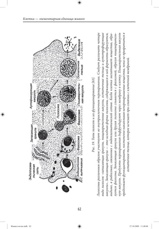 Живая клетка.indb 62
                       62
                                                                                                                                   Клетка — элементарная единица живого




                                                        Рис. 19. Типы лизосом и их функционирование [63].
                            Лизосомы различным образом участвуют во внутриклеточном переваривании. Следует различать четыре
                            вида лизосом: «запасающие гранулы, пищеварительные вакуоли, остаточные тельца и аутотрофирующие
                            вакуоли». Запасающая гранула — это исходная форма лизосомы, содержащиеся в ней ферменты образуются,
                            видимо, в рибосомах, связанных с эндоплазматической сетью. Когда клетка заглатывает вещества, обра-
                            зуется фагосома. Запасающая гранула или другая лизосома сливается с фагосомой, образуя пищеваритель-
                            ную вакуоль. Продукты переваривания диффундируют через мембрану в клетку. Пищеварительная вакуоль
                            продолжает функционировать, постепенно накапливая неперевариваемые вещества, пока не превратится в
                                            остаточное тельце, которое исчезает при слиянии с клеточной мембраной.




27.10.2009 11:40:06
 