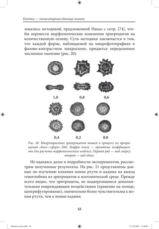 Клетка — элементарная единица живого

             зовались методикой, предложенной Накао с сотр. [74], что-
             бы перевести морфологические изменения эритроцитов на
             количественную основу. Суть методики заключается в том,
             что каждой форме, наблюдаемой на микрофотографиях в
             фазово-контрастном микроскопе, придается определенное
             численное значение (рис. 20).




                                1,0              0,8             0,6




                                 0,4           0,2              0,0
                 Рис. 20. Микрозарисовки эритроцитов мышей в процессе их превра-
                 щений «диск—сфера» [66]. Цифры внизу — принятые коэффициен-
                 ты для расчета морфологического индекса. Первый ряд — вид сверху;
                                        второй — вид сбоку.
                Не вдаваясь далее в подробности экспериментов, рассмо-
             трим полученные результаты. На рис. 21 представлены дан-
             ные по изучению влияния ионов ртути и кадмия на выход
             гемоглобина из эритроцитов в изотонической среде. Прежде
             всего видно, что эритроциты, не подвергавшиеся дополни-
             тельным повреждающим воздействиям (хранение на холоде,
             центрифугирование), значительно более чувствительны к ио-
             нам ртути, чем к ионам кадмия.


                                                64


Живая клетка.indb 64                                                             27.10.2009 11:40:06
 