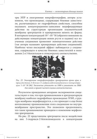 Клетка — элементарная единица живого

             тры ЭПР и электронные микрофотографии, авторы уста-
             новили, что производные, содержащие боковые заместите-
             ли, различающиеся по гидрофобным свойствам, способны
             оказывать концентрационно-зависимое модифицирующее
             действие на структурную организацию плазматической
             мембраны эритроцитов и одновременно менять их форму.
             В интервале концентраций 10-7–10-3 М (обратите внимание на
             действующие концентрации ионов ртути и кадмия) все из-
             ученные соединения проявляют эхиноцитогенное действие
             (так авторы называют кренирующее действие соединений).
             Наиболее четко последний эффект наблюдается у соедине-
             ния, содержащего в качестве боковых заместителей в поло-
             жении 2 и 5 бензильную и этоксигруппу соответственно.




               Рис. 22. Электронные микрофотографии эритроцитов крови крыс в
               присутствии 2-бензил-5-гидроксибензимидазола в концентра-
               ции 1⋅10 -3 М [86]. Увеличение умножить на 1000 и умножить на 3000
                         для левой и правой частей снимка соответственно.

                Результаты проведенных авторами экспериментов свиде-
             тельствуют о том, что при проникновении в эритроцитарную
             мембрану наиболее гидрофобных производных 5ГБИ, струк-
             тура мембраны модифицируется, а это приводит к еще более
             интенсивному проникновению этого соединения во внутри-
             мембранное пространство. Это позволило предположить,
             что такое проникновение приводило к изменению морфоло-
             гии эритроцитов.
                На рис. 22 представлены эритроциты после воздействия
             на них 5-гидрокси-2-бензилимидазола в концентрации


                                              69


Живая клетка.indb 69                                                           27.10.2009 11:40:06
 