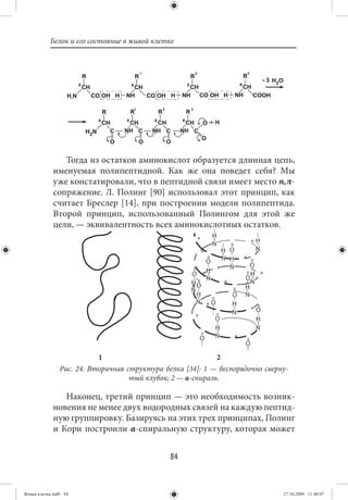 Белок и его состояние в живой клетке




                Тогда из остатков аминокислот образуется длинная цепь,
             именуемая полипептидной. Как же она поведет себя? Мы
             уже констатировали, что в пептидной связи имеет место n,π-
             сопряжение. Л. Полинг [90] использовал этот принцип, как
             считает Бреслер [14], при построении модели полипептида.
             Второй принцип, использованный Полингом для этой же
             цели, — эквивалентность всех аминокислотных остатков.




                           1                                 2
                Рис. 24. Вторичная структура белка [34]: 1 — беспорядочно сверну-
                                    тый клубок; 2 — α-спираль.

                Наконец, третий принцип — это необходимость возник-
             новения не менее двух водородных связей на каждую пептид-
             ную группировку. Базируясь на этих трех принципах, Полинг
             и Кори построили α-спиральную структуру, которая может


                                               84


Живая клетка.indb 84                                                           27.10.2009 11:40:07
 