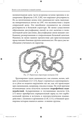Белок и его состояние в живой клетке

             полипептидную цепь часто встроены остатки пролина и ок-
             сипролина (формулы 2.19, 2.20), что нарушает регулярность.
             Из-за пятичленных колец этих аминокислот цепь вынужде-
             на поворачиваться почти на 130°, что несовместимо с ходом
             спиральной цепи. Это неизбежно сказывается на степени
             регулярности в белковой структуре. Не менее существенно
             образование дисульфидных связей за счет наличия в поли-
             пептидной цепи цистеина. Дисульфидные связи мешают сво-
             бодному развертыванию и спирализации белковой цепочки.
             Наконец не менее важное препятствие для кристаллизации
             представляют боковые группы аминокислот. Но здесь уже не-
             обходимо учитывать их характер.




                         Рис. 27. Первичная структура лизоцима [14].

                 Группировки таких аминокислот, как аланин, валин, лей-
             цин и изолейцин (2.2−2.5), будут стремиться сгруппировать-
             ся и уйти из водного окружения так же, как это происходит
             при смешивании, например, гексана и воды. По этой причине
             возникающие силы получили название гидрофобных взаи-
             модействий. Аспарагиновая и глутаминовая кислоты (2.6,
             2.7) могут приобретать отрицательный заряд за счет карбо-
             ксильной группы и вступать в электростатическое взаимо-
             действие с лизином и аргинином (2.10, 2.11), в боковой груп-
             пировке которых имеются амино- и имино-группы.


                                             86


Живая клетка.indb 86                                                   27.10.2009 11:40:07
 