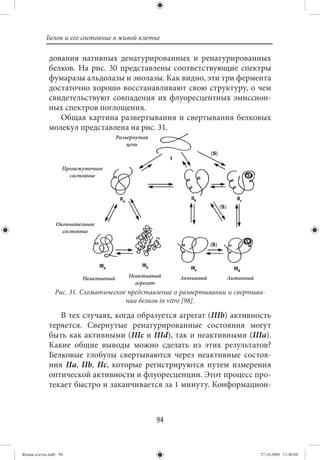 Белок и его состояние в живой клетке

             дования нативных денатурированных и ренатурированных
             белков. На рис. 30 представлены соответствующие спектры
             фумаразы альдолазы и энолазы. Как видно, эти три фермента
             достаточно хорошо восстанавливают свою структуру, о чем
             свидетельствуют совпадения их флуоресцентных эмиссион-
             ных спектров поглощения.
                Общая картина развертывания и свертывания белковых
             молекул представлена на рис. 31.
                                      Развернутая
                                          цепь



                   Промежуточное
                     состояние




                Окончательное
                  состояние




                         Неактивный       Неактивный     Активный   Активный
                                            агрегат
                Рис. 31. Схематическое представление о развертывании и свертыва-
                                      нии белков in vitro [98].

                В тех случаях, когда образуется агрегат (ΙΙΙb) активность
             теряется. Свернутые ренатурированные состояния могут
             быть как активными (ΙΙΙс и ΙΙΙd), так и неактивными (ΙΙΙа).
             Какие общие выводы можно сделать из этих результатов?
             Белковые глобулы свертываются через неактивные состоя-
             ния ΙΙа, ΙΙb, ΙΙс, которые регистрируются путем измерения
             оптической активности и флуоресценции. Этот процесс про-
             текает быстро и заканчивается за 1 минуту. Конформацион-



                                                    94


Живая клетка.indb 94                                                           27.10.2009 11:40:08
 