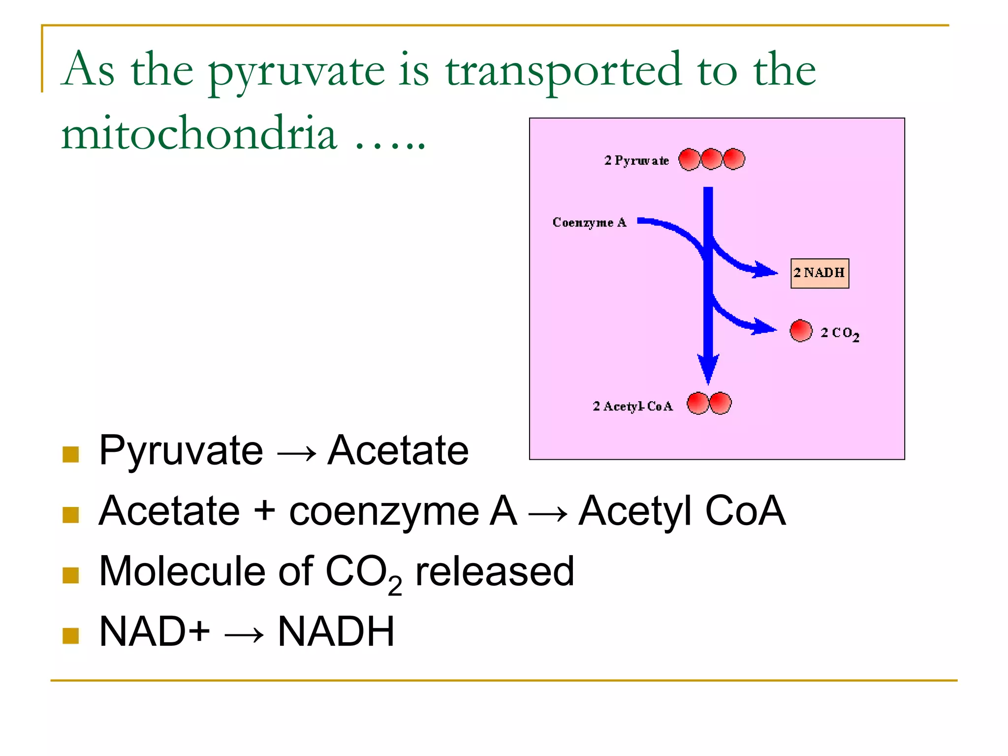 As the pyruvate is transported to the
mitochondria …..
 Pyruvate → Acetate
 Acetate + coenzyme A → Acetyl CoA
 Molecule of CO2 released
 NAD+ → NADH
 