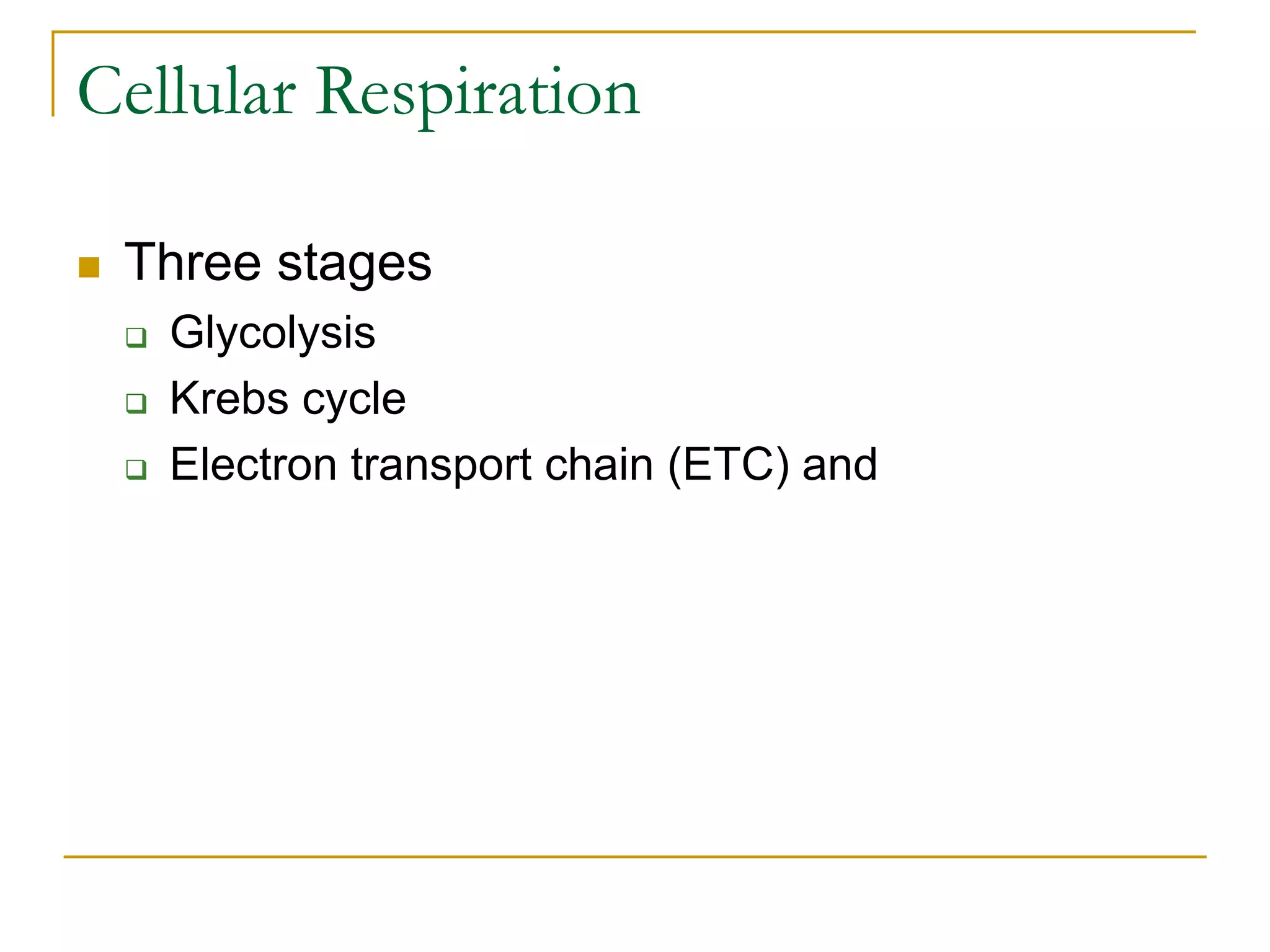 Cellular Respiration
 Three stages
 Glycolysis
 Krebs cycle
 Electron transport chain (ETC) and
 