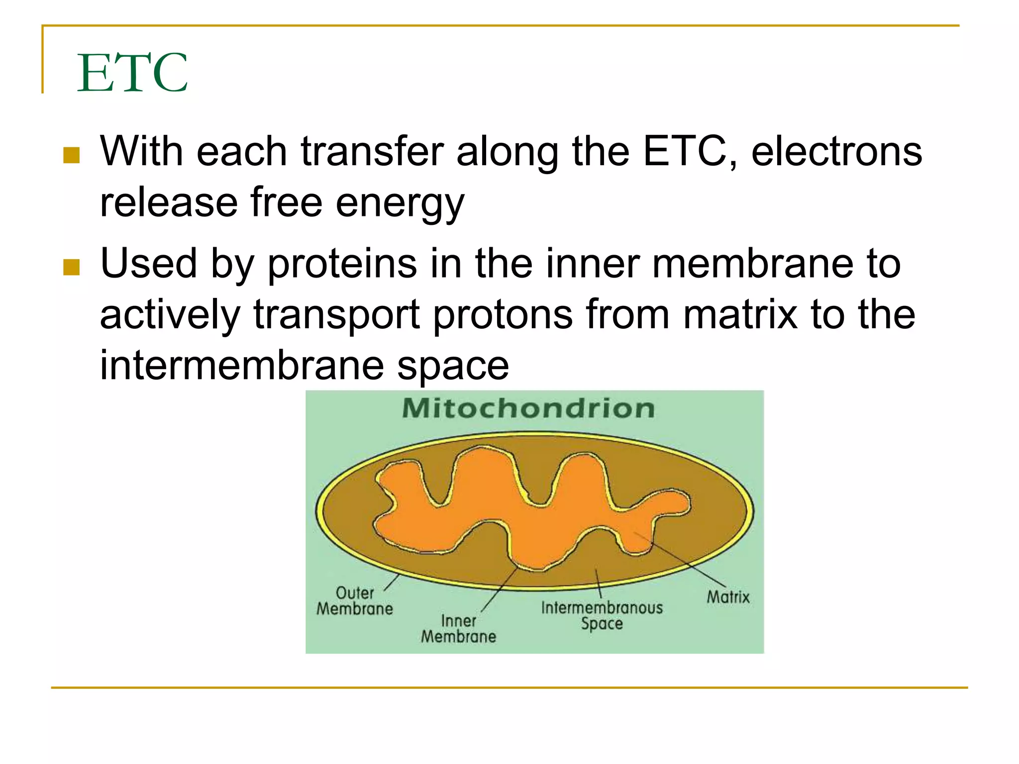 ETC
 With each transfer along the ETC, electrons
release free energy
 Used by proteins in the inner membrane to
actively transport protons from matrix to the
intermembrane space
 