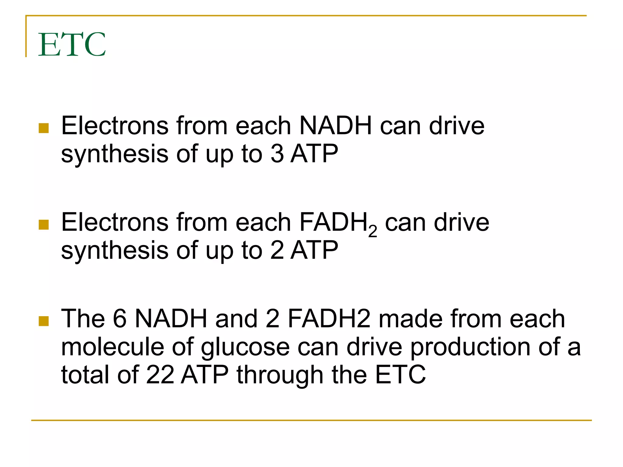 ETC
 Electrons from each NADH can drive
synthesis of up to 3 ATP
 Electrons from each FADH2 can drive
synthesis of up to 2 ATP
 The 6 NADH and 2 FADH2 made from each
molecule of glucose can drive production of a
total of 22 ATP through the ETC
 