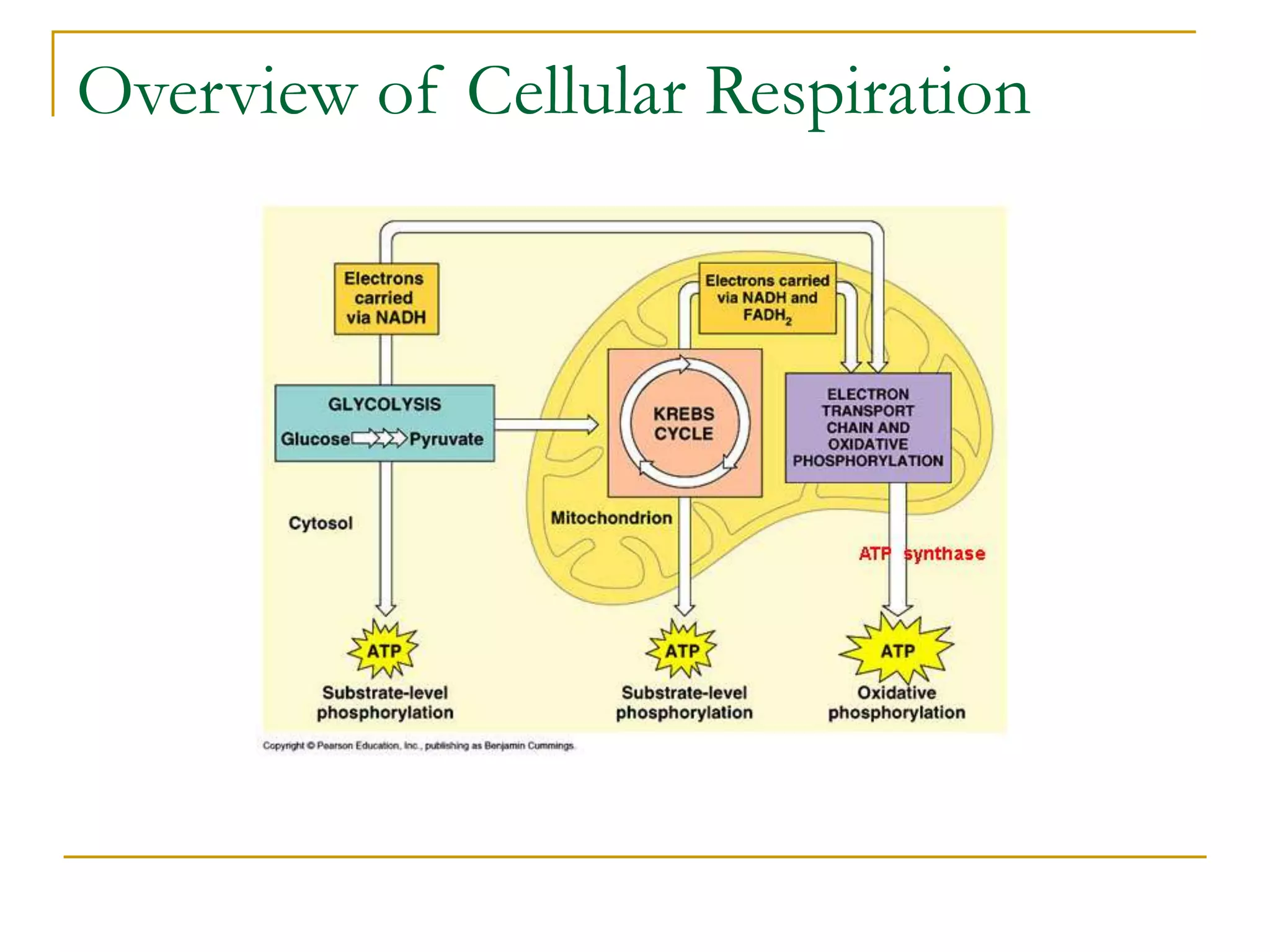 Overview of Cellular Respiration
 