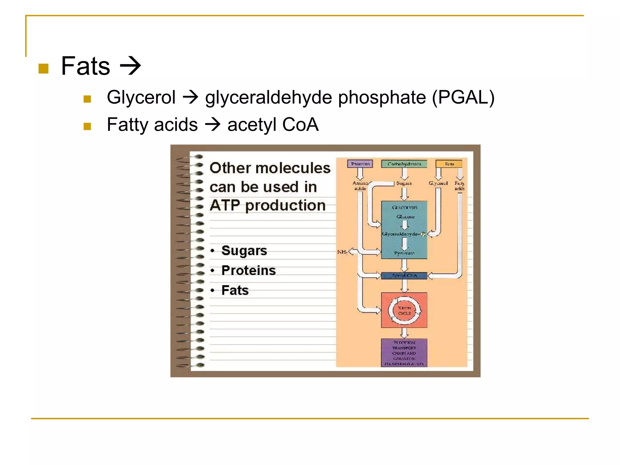  Fats 
 Glycerol  glyceraldehyde phosphate (PGAL)
 Fatty acids  acetyl CoA
 