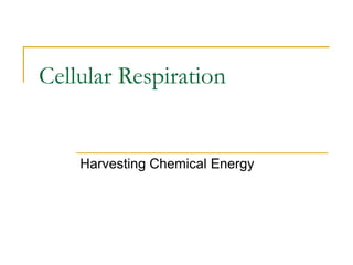 Cellular Respiration
Harvesting Chemical Energy
 