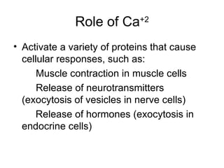 Role of Ca +2 Activate a variety of proteins that cause cellular responses, such as: Muscle contraction in muscle cells Release of neurotransmitters (exocytosis of vesicles in nerve cells)   Release of hormones (exocytosis in endocrine cells) 