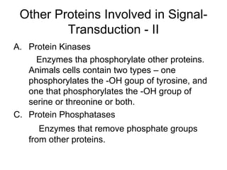 Other Proteins Involved in Signal-Transduction - II Protein Kinases Enzymes tha phosphorylate other proteins.  Animals cells contain two types – one phosphorylates the -OH goup of tyrosine, and one that phosphorylates the -OH group of serine or threonine or both. Protein Phosphatases Enzymes that remove phosphate groups from other proteins. 