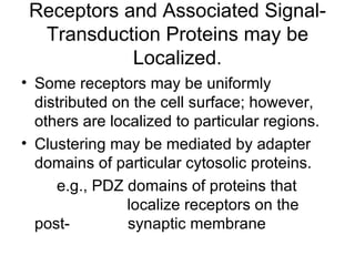 Receptors and Associated Signal-Transduction Proteins may be Localized. Some receptors may be uniformly distributed on the cell surface; however, others are localized to particular regions. Clustering may be mediated by adapter domains of particular cytosolic proteins. e.g., PDZ domains of proteins that    localize receptors on the post-  synaptic membrane 