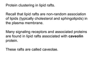 Protein clustering in lipid rafts. Recall that lipid rafts are non-random association of lipids (typically cholesterol and sphingolipids) in the plasma membrane. Many signaling receptors and associated proteins are found in lipid rafts associated with  caveolin  protein. These rafts are called caveolae. 