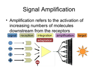 Signal Amplification Amplification refers to the activation of increasing numbers of molecules downstream from the receptors  