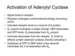 Activation of Adenylyl Cyclase Signal binds to receptor. Receptor undergoes conformational change, becoming active. Activated receptor binds to  α  subunit of G protein. G α  subunit undergoes a shape change, GDP dissociates and GTP binds. G α   dissociates from G βγ   subunit. Hormone dissociates from the receptor. G α  binds to effector protein (adenylyl cyclase), thereby activating it. Hydrolysis of GTP to GDP within a few seconds inactivates G α , it re-associates with G βγ . 