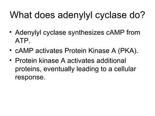 What does adenylyl cyclase do? Adenylyl cyclase synthesizes cAMP from ATP. cAMP activates Protein Kinase A (PKA). Protein kinase A activates additional proteins, eventually leading to a cellular response. 