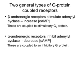 Two general types of G-protein coupled receptors β -andrenergic receptors stimulate adenylyl cyclase – increase [cAMP] These are coupled to stimulatory G s  protein. α -andrenergic receptors inhibit adenylyl cyclase – decrease [cAMP] These are coupled to an inhibitory G i  protein. 
