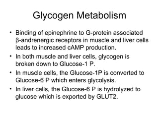 Glycogen Metabolism Binding of epinephrine to G-protein associated  β -andrenergic receptors in muscle and liver cells leads to increased cAMP production. In both muscle and liver cells, glycogen is broken down to Glucose-1 P.  In muscle cells, the Glucose-1P is converted to Glucose-6 P which enters glycolysis. In liver cells, the Glucose-6 P is hydrolyzed to glucose which is exported by GLUT2.  
