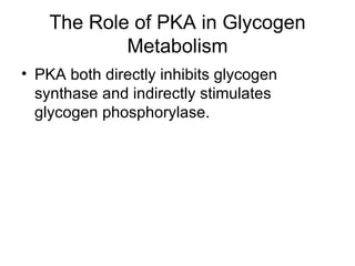 The Role of PKA in Glycogen Metabolism PKA both directly inhibits glycogen synthase and indirectly stimulates glycogen phosphorylase. 
