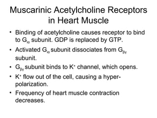 Muscarinic Acetylcholine Receptors in Heart Muscle Binding of acetylcholine causes receptor to bind to G i α  subunit. GDP is replaced by GTP. Activated G i α   subunit dissociates from G βγ   subunit. G βγ   subunit binds to K +  channel, which opens. K +  flow out of the cell, causing a hyper-polarization. Frequency of heart muscle contraction decreases. 