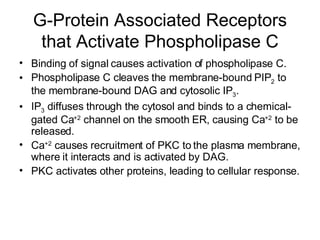 G-Protein Associated Receptors that Activate Phospholipase C Binding of signal causes activation of phospholipase C. Phospholipase C cleaves the membrane-bound PIP 2  to the membrane-bound DAG and cytosolic IP 3 . IP 3  diffuses through the cytosol and binds to a chemical-gated Ca +2  channel on the smooth ER, causing Ca +2  to be released. Ca +2  causes recruitment of PKC to the plasma membrane, where it interacts and is activated by DAG. PKC activates other proteins, leading to cellular response. 