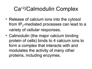 Ca +2 /Calmodulin Complex Release of calcium ions into the cytosol from IP 3 -mediated processes can lead to a variety of cellular responses.  Calmodulin (the major calcium binding protein of cells) binds to 4 calcium ions to form a complex that interacts with and modulates the activity of many other proteins, including enzymes. 