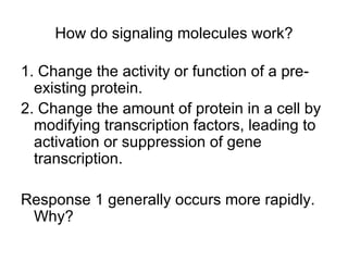 How do signaling molecules work? 1. Change the activity or function of a pre-existing protein. 2. Change the amount of protein in a cell by modifying transcription factors, leading to activation or suppression of gene transcription. Response 1 generally occurs more rapidly. Why? 
