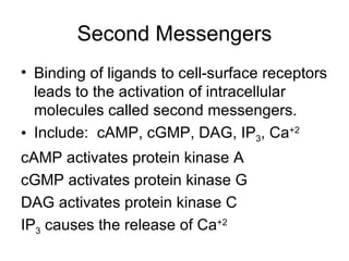 Second Messengers Binding of ligands to cell-surface receptors leads to the activation of intracellular molecules called second messengers. Include:  cAMP, cGMP, DAG, IP 3 , Ca +2 cAMP activates protein kinase A cGMP activates protein kinase G DAG activates protein kinase C IP 3  causes the release of Ca +2 
