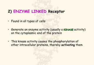 2)  ENZYME LINKED  Receptor Found in all types of cells Generate an enzyme activity (usually a  KINASE  activity) on the cytoplasmic end of the protein This kinase activity causes the phosphorylation of other intracellular proteins, thereby  activating  them 
