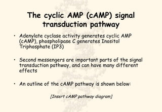 The cyclic AMP (cAMP) signal transduction pathway Adenylate cyclase activity generates cyclic AMP (cAMP), phospholipase C generates Inositol Triphosphate (IP3) Second messengers are important parts of the signal transduction pathway, and can have many different effects An outline of the cAMP pathway is shown below: [Insert cAMP pathway diagram] 