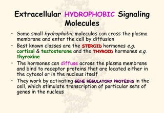 Extracellular  HYDROPHOBIC  Signaling Molecules Some small  hydrophobic  molecules can cross the plasma membrane and enter the cell by diffusion Best known classes are the  STEROID  hormones  e.g.   cortisol  &  testosterone  and the  THYROID  hormones  e.g.   thyroxine The hormones can  diffuse  across the plasma membrane and bind to receptor proteins that are located either in the cytosol or in the nucleus itself They work by activating  GENE REGULATORY PROTEINS  in the cell, which stimulate transcription of particular sets of genes in the nucleus 