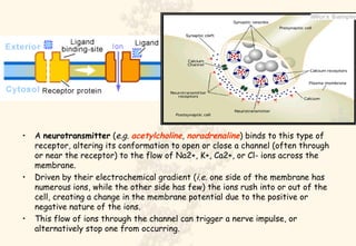 A  neurotransmitter  ( e.g.  acetylcholine ,  noradrenaline ) binds to this type of receptor, altering its conformation to open or close a channel (often through or near the receptor) to the flow of Na2+, K+, Ca2+, or Cl- ions across the membrane.  Driven by their electrochemical gradient ( i.e.  one side of the membrane has numerous ions, while the other side has few) the ions rush into or out of the cell, creating a change in the membrane potential due to the positive or negative nature of the ions.  This flow of ions through the channel can trigger a nerve impulse, or alternatively stop one from occurring.  